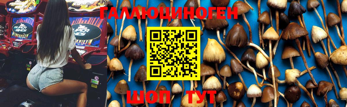 Псилоцибиновые грибы Psilocybe Берёзовский